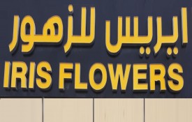 Iris Flowers